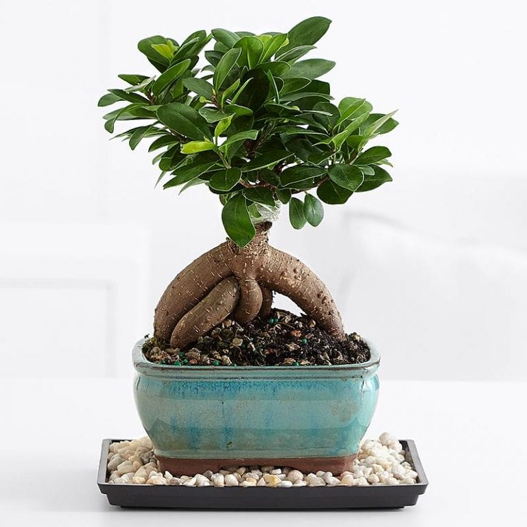 Todo lo que debes saber sobre el Ficus ginseng Jardineria On