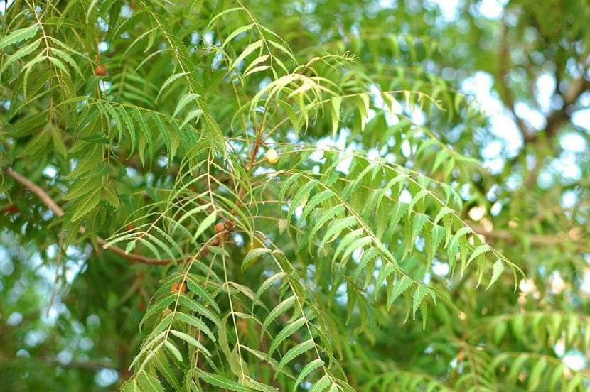 Descubre los secretos del Árbol de Neem Jardineria On