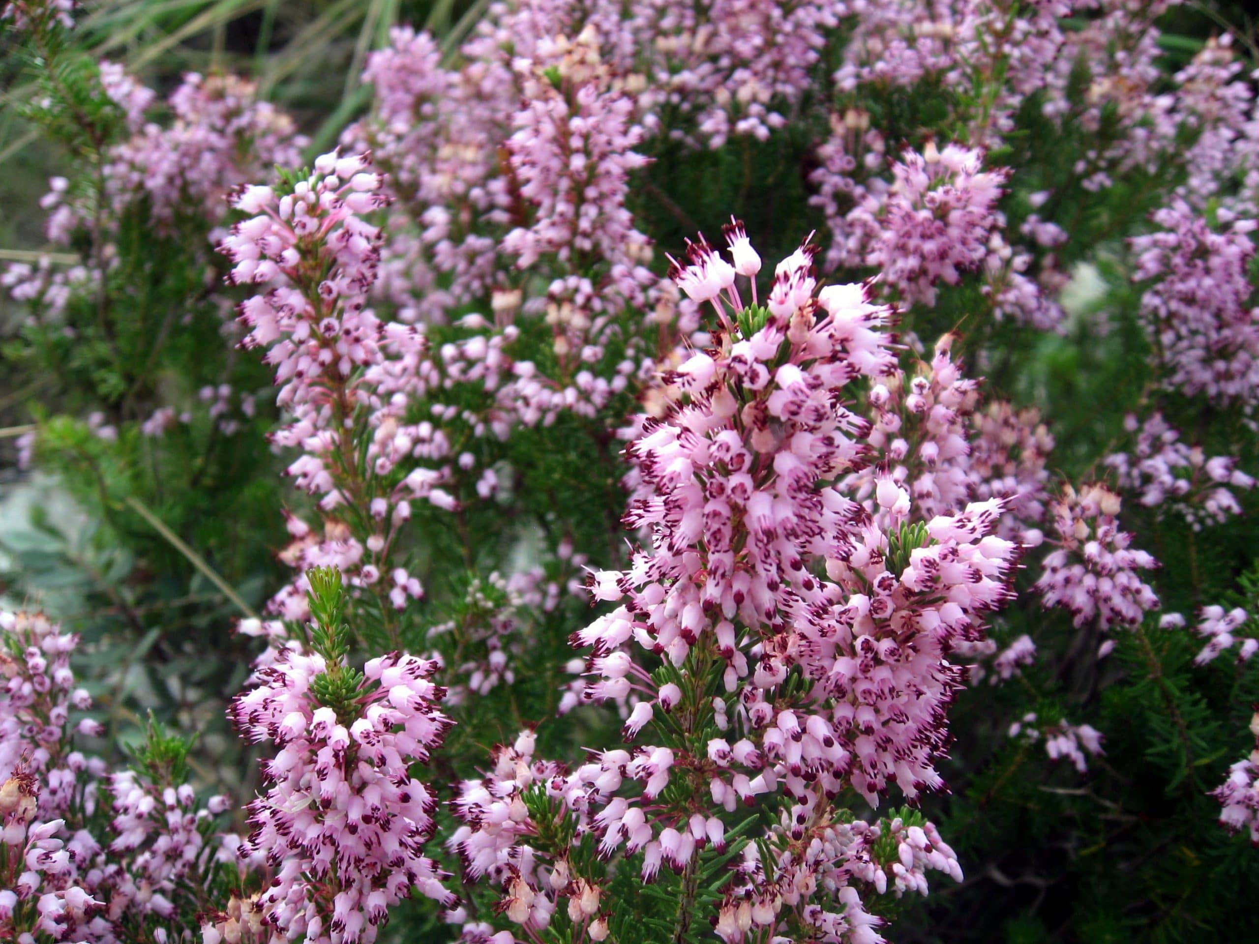 Conoce a la preciosa y medicinal planta Erica multiflora Jardineria On