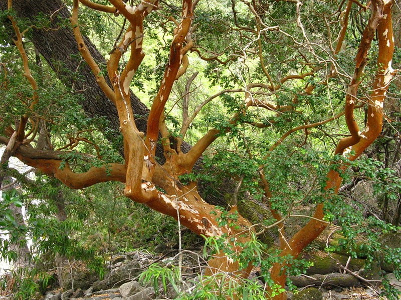Arrayán, un arbolito decorativo y medicinal Jardineria On