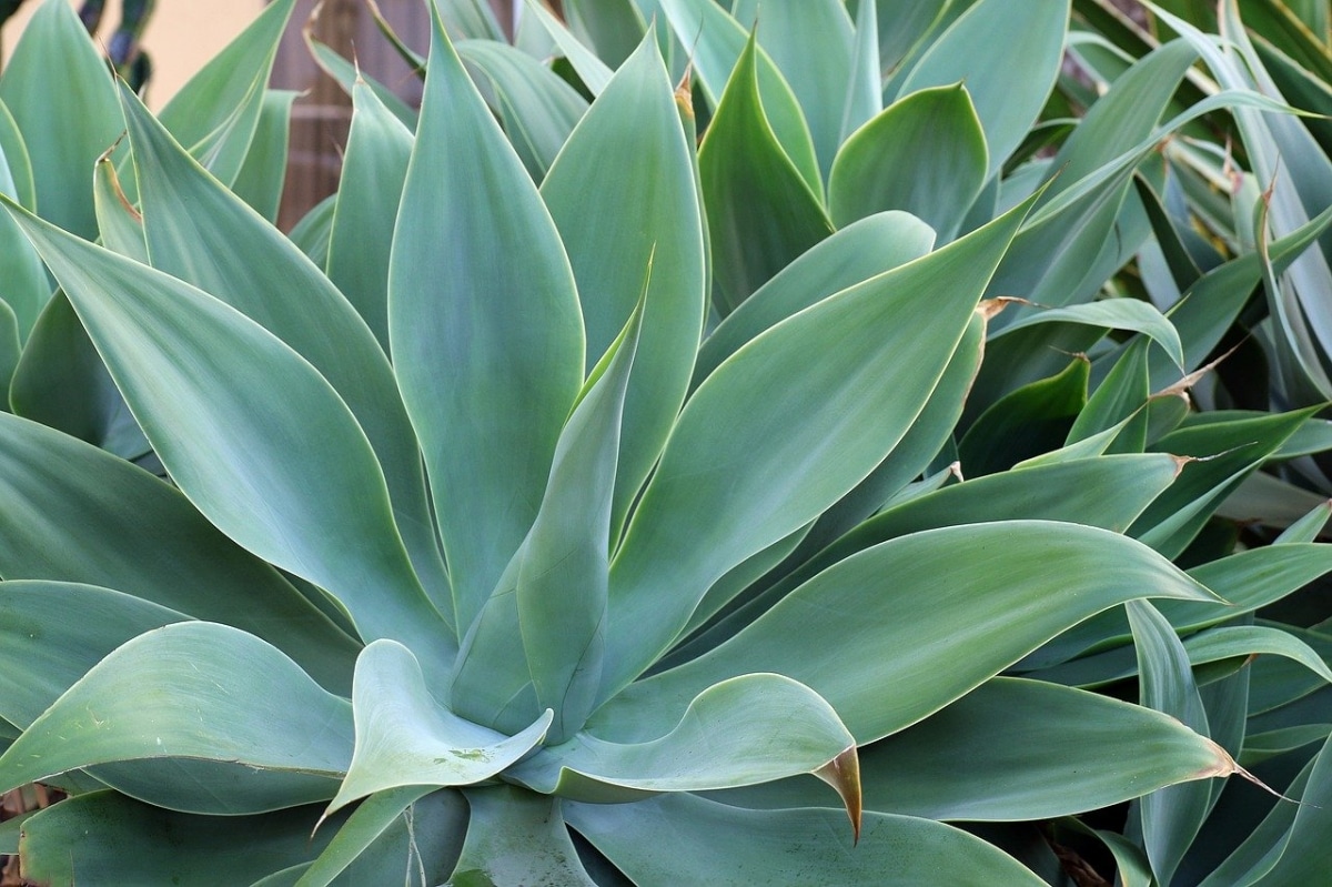+7 plants that produce oxygen at night Gardening On