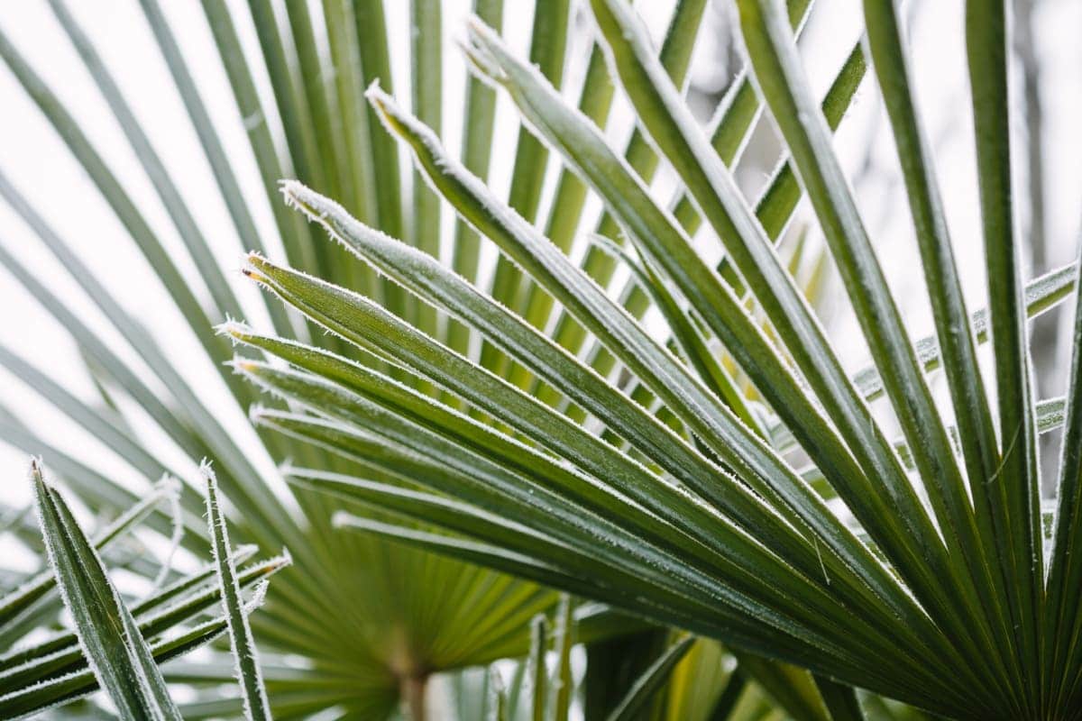 How to transplant a palm tree