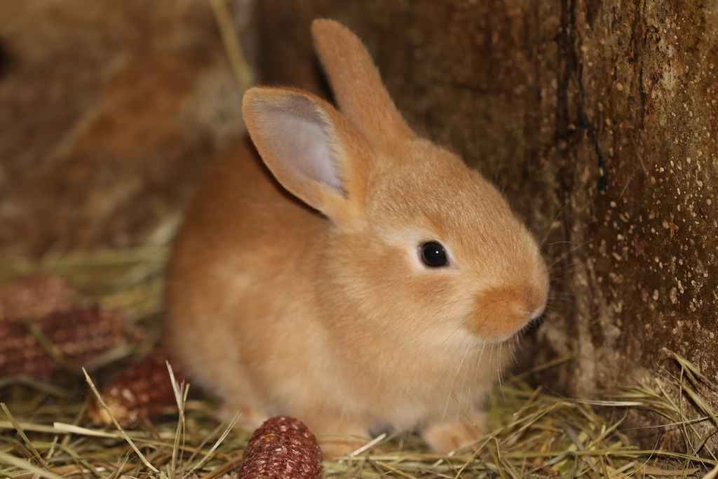 Comment éloigner les lapins de vos plantations au jardin