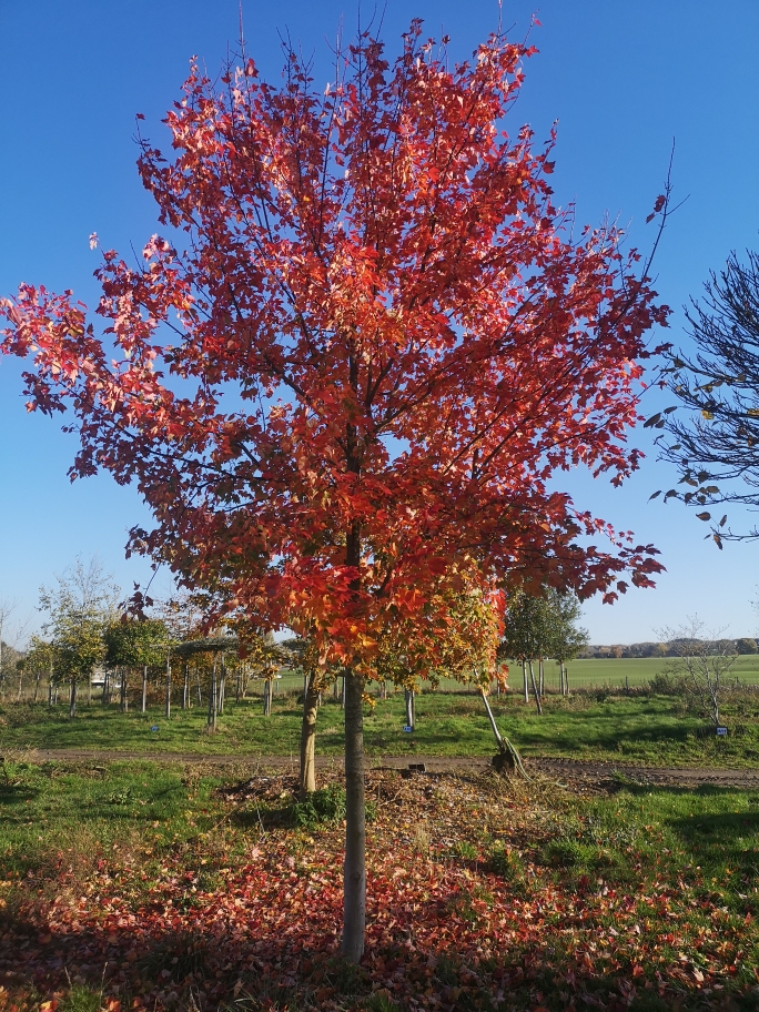 Jardisart La pépinière • Arbres de grande taille • Acer rubrum