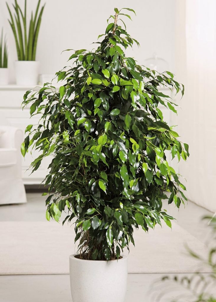 Ficus benjamina Jarditec
