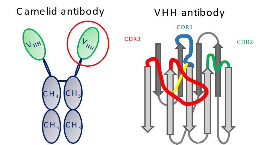 Antibody drugs and DNA/RNA therapeutics JASCO Global