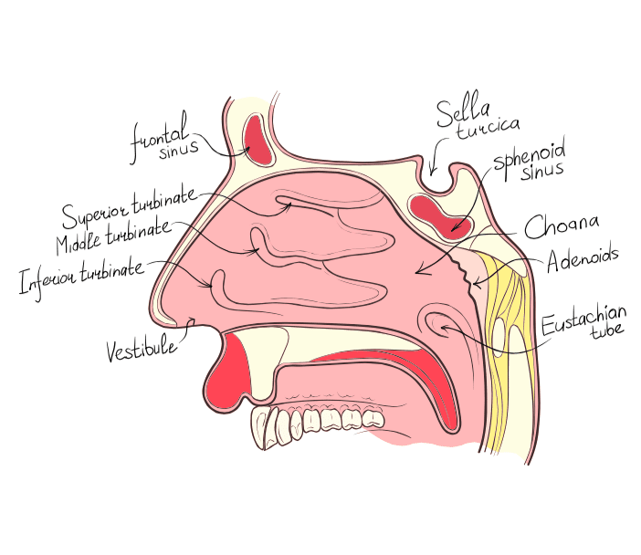 Rhinoplasty Archives Jason B. Diamond