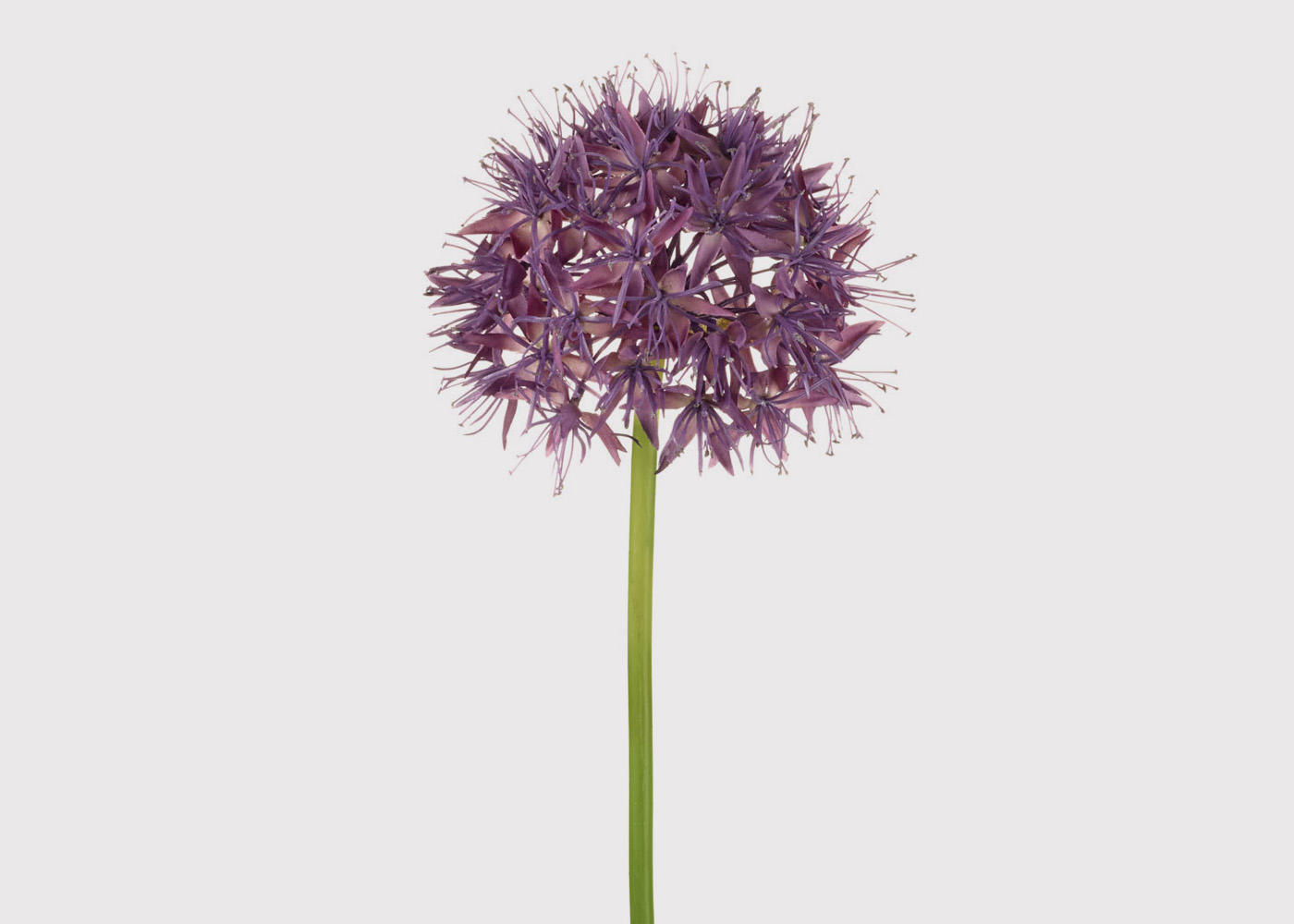 Allium Stem Jasper & Tallow Furniture