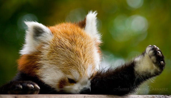Angry Red Panda