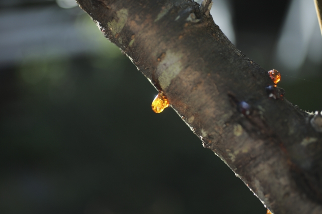 車に樹液がついてしまった！きれいに落とす方法は？ ジャバPRO SHOP