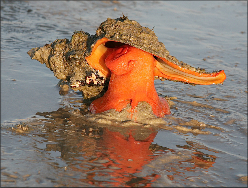 Triplofusus giganteus (Kiener, 1840) In Situ