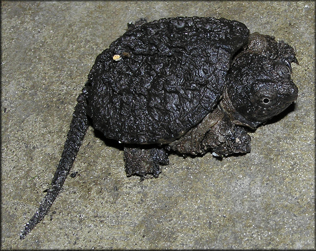 Florida Snapping Turtle [Chelydra serpentina osceola] Juvenile