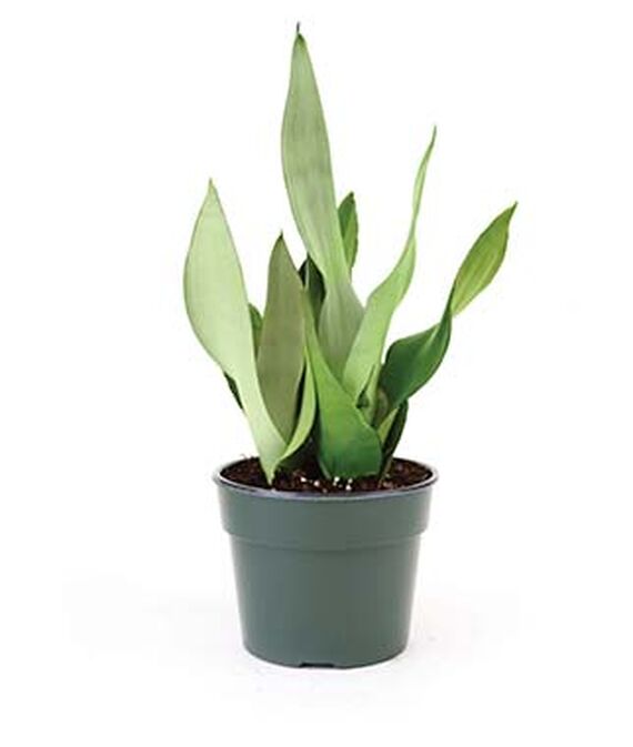 11 Best Places To Buy Indoor Plants Houseplants Online Part 1 (2020