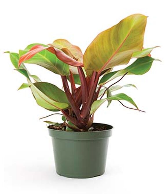 11 Best Places To Buy Indoor Plants Houseplants Online Part 1 (2020