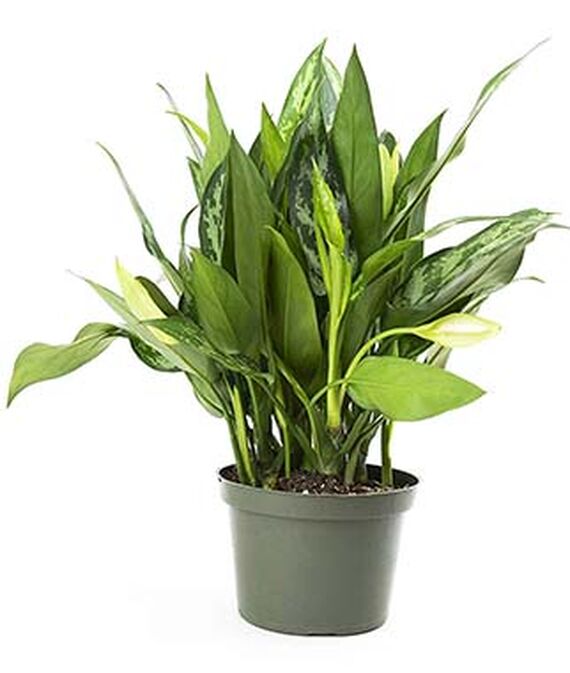 11 Best Places To Buy Indoor Plants Houseplants Online Part 1 (2020