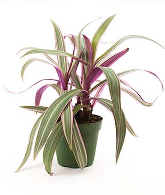 11 Best Places To Buy Indoor Plants Houseplants Online Part 1 (2020