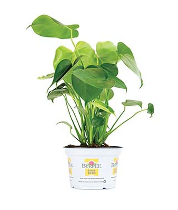 11 Best Places To Buy Indoor Plants Houseplants Online Part 1 (2020
