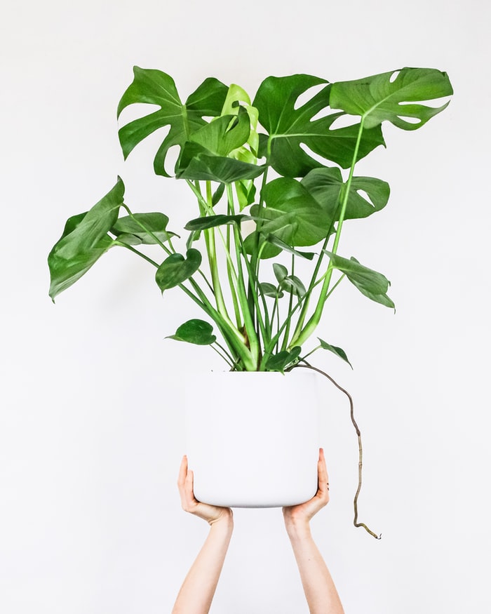 The Best Places to Buy Indoor Houseplants Online Part 2 (2021