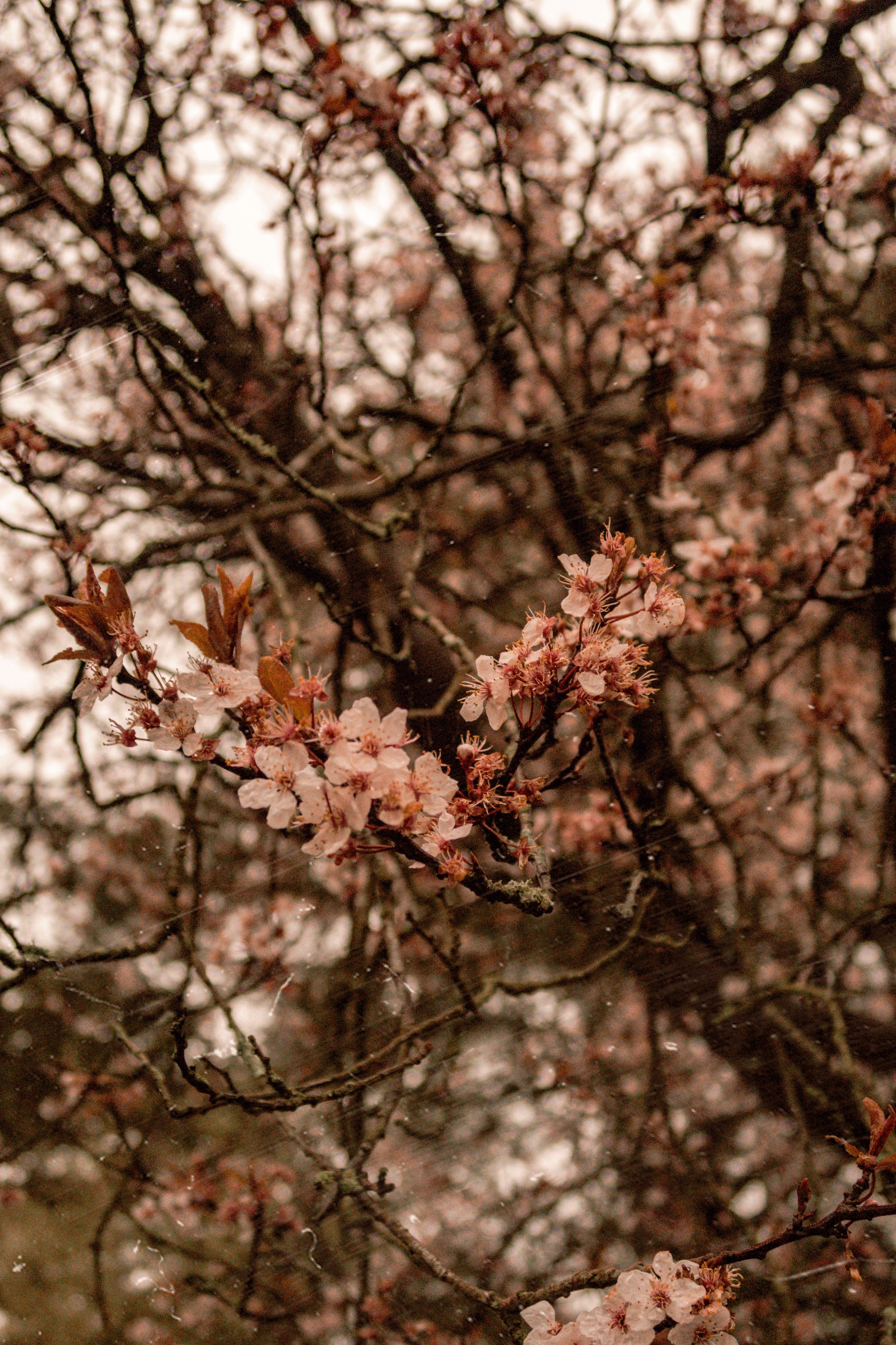 Jaye rockett cherry blossoms spring 2020