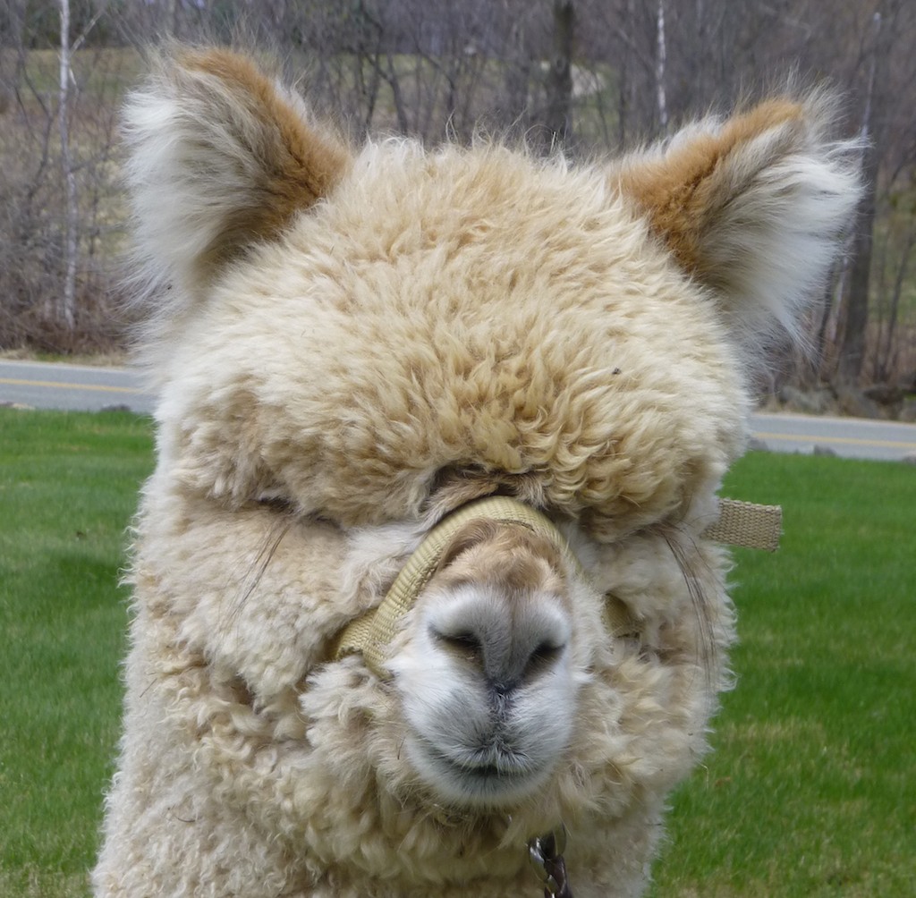 Jay Mountain Alpacas