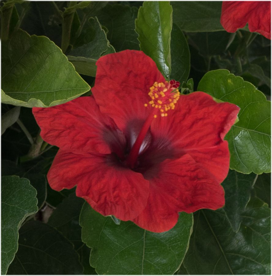 Hot Shot™ Hollywood Hibiscus Our Plant Collection J. Berry Nursery