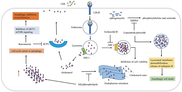Cholesterol metabolism and its implication in glioblastoma therapy