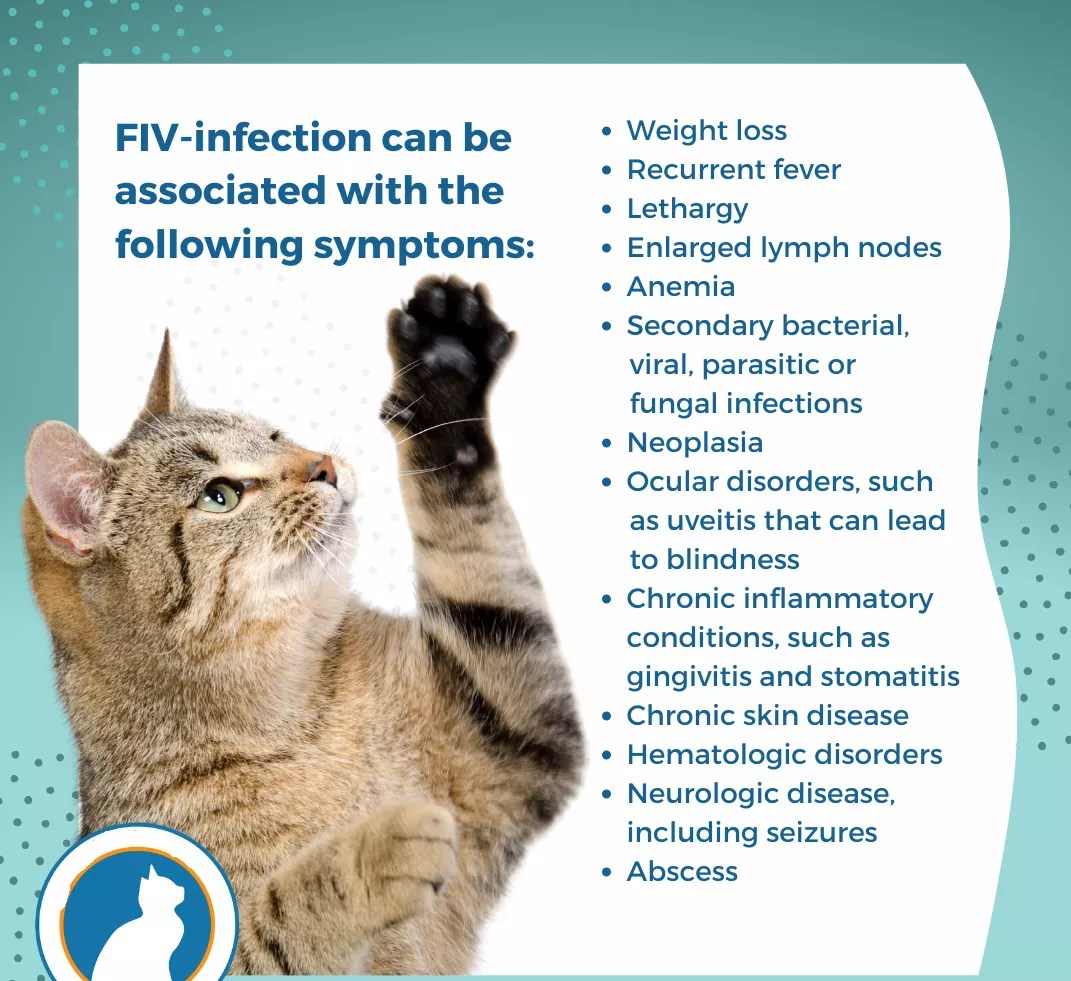 fiv felv test kit