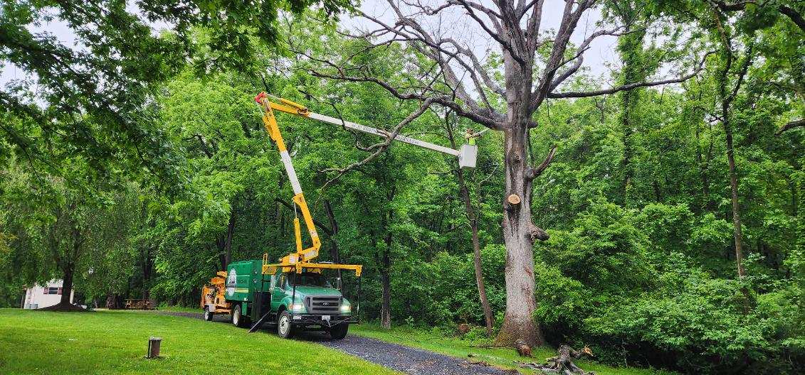 Our Work JD Brothers Tree Services