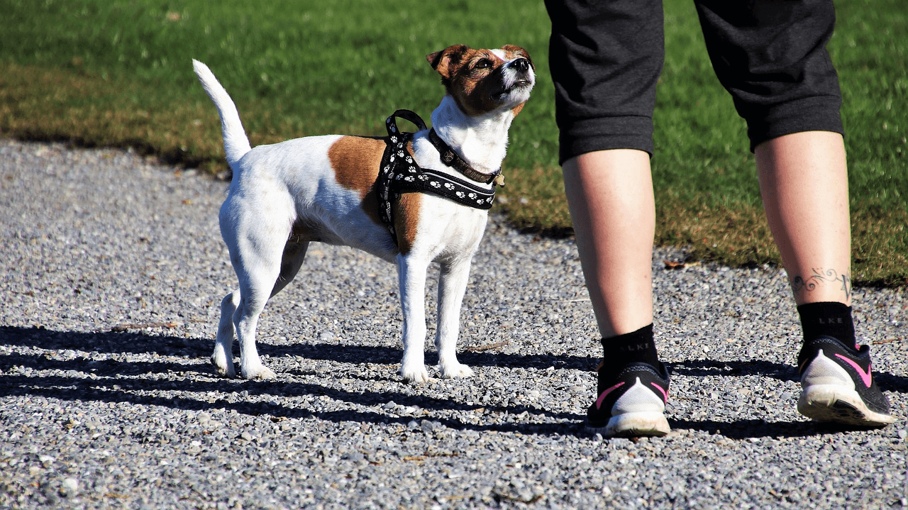 Apprendre à mon chien à faire ses besoins dehors J'éduque mon chien