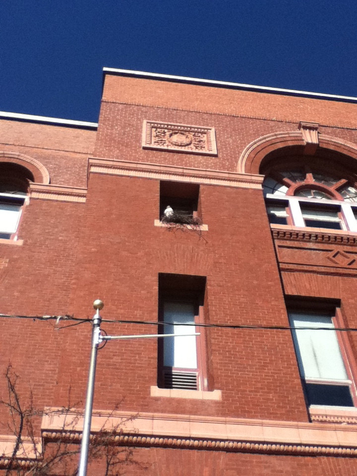 Bird Nesting On Somerville City Hall