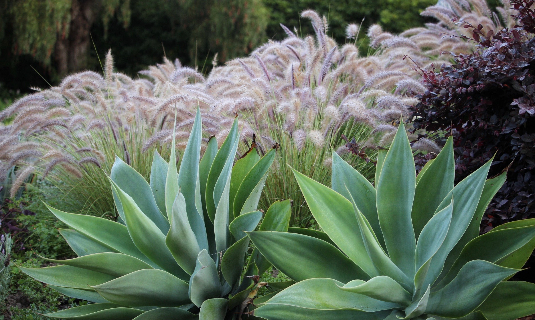 Plant Design Jeffwortham