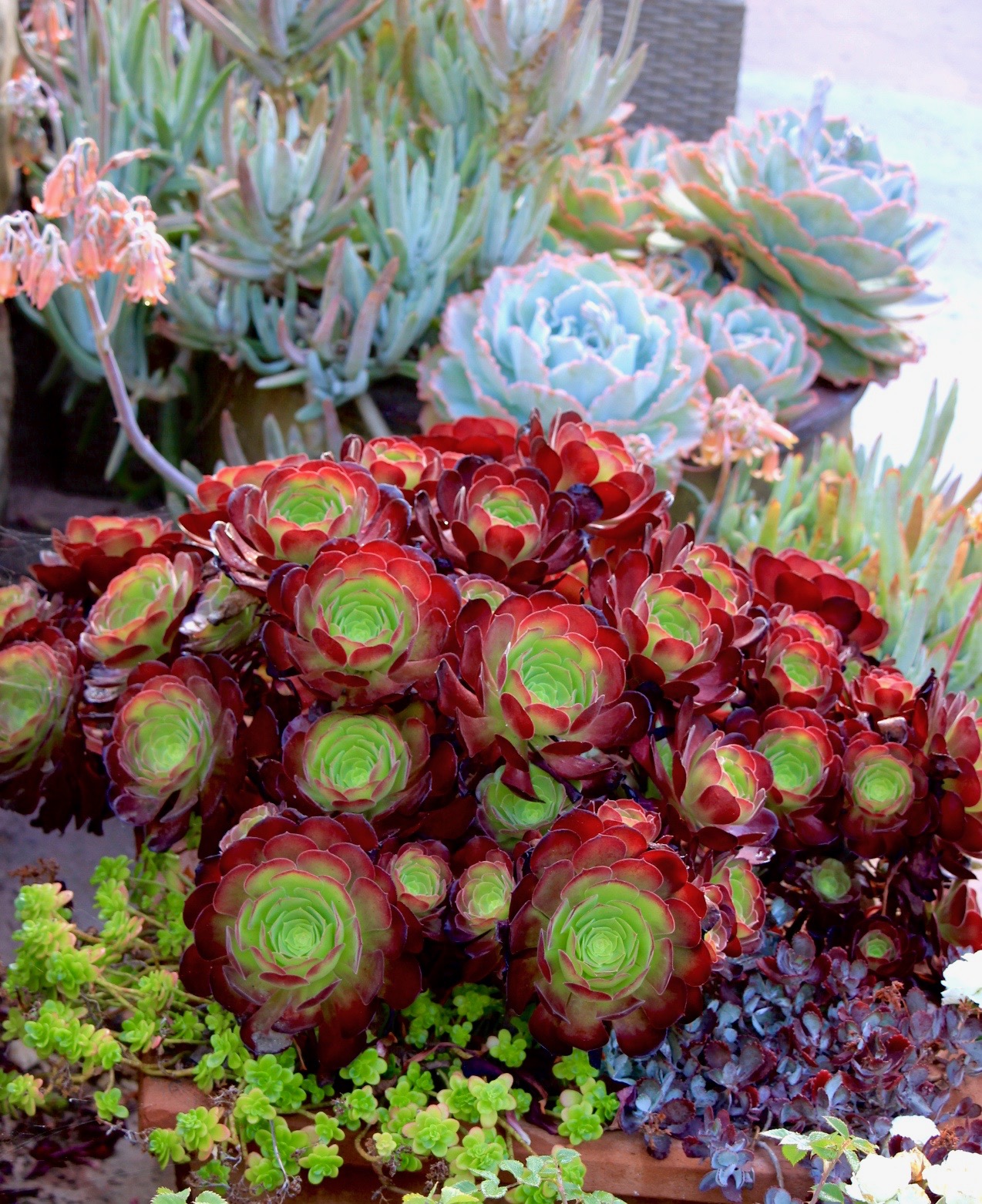 Plant Design Jeffwortham