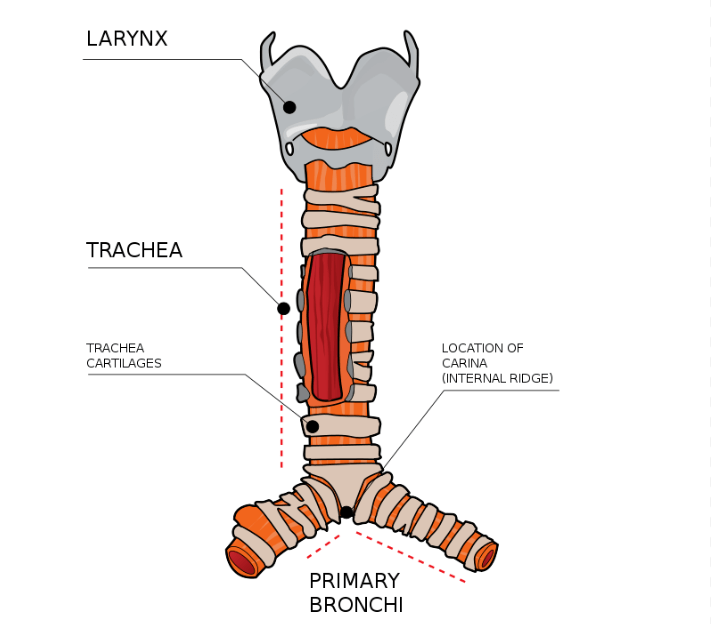 Cara Kerja Sistem Pernapasan pada Manusia yang Perlu Diketahui JELITA