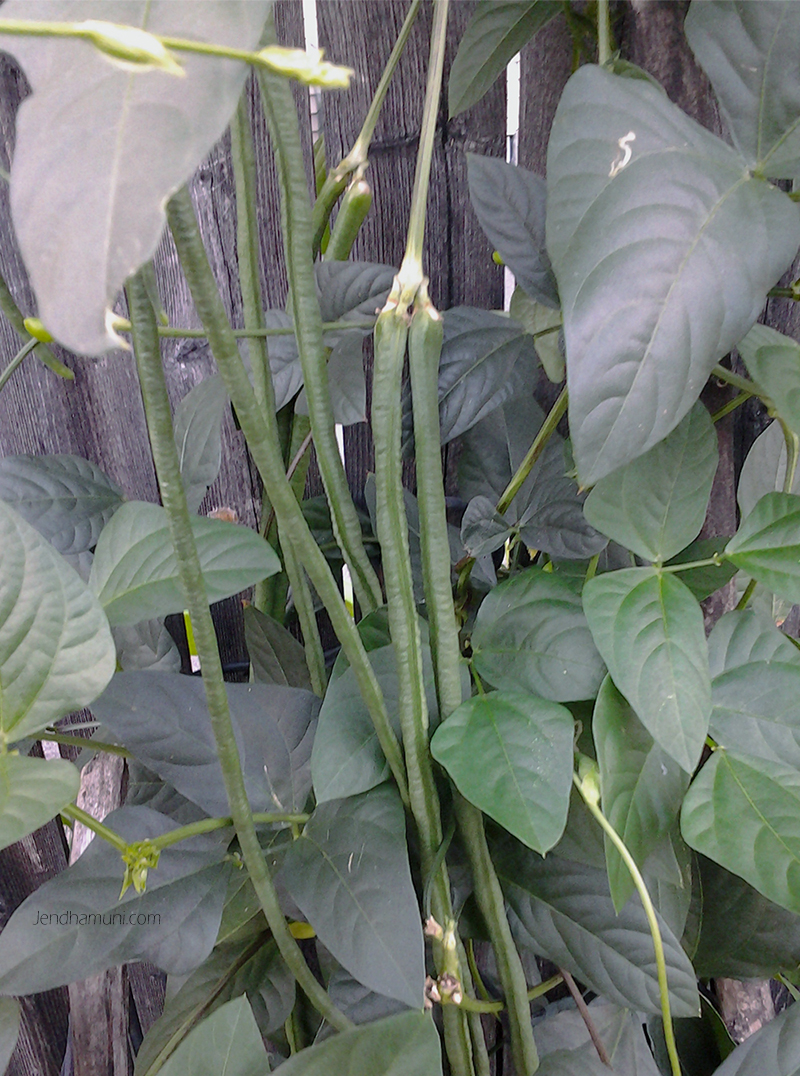 Yardlong beansBuddhism