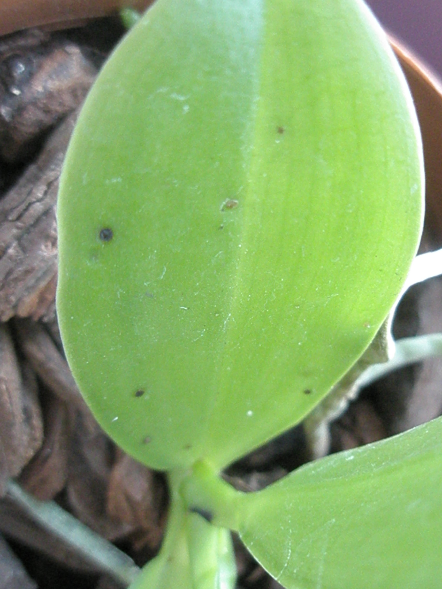 Schwarze Knubbel und Flecken auf Brassada und Phalaenopsis Orchideenforum