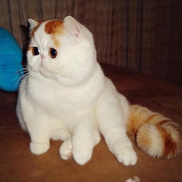 Snoopybabe Is This Cat Fur Real?