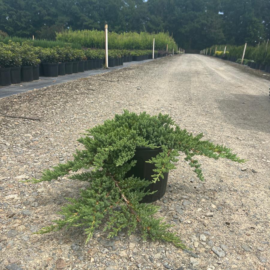Ligustrum japonicum 'Jack Frost' Ligustrum, Jack Frost from Jericho Farms