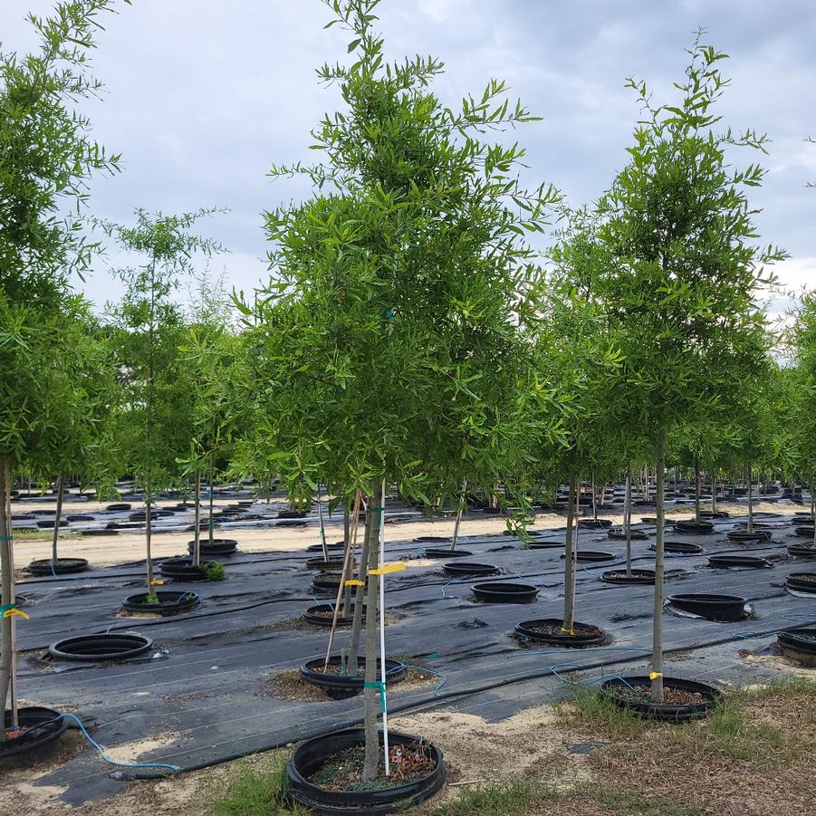 Quercus phellos Willow Oak from Jericho Farms