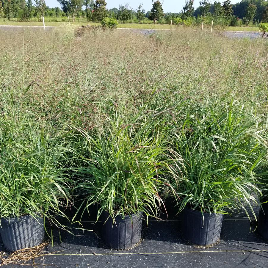 Panicum virgatum 'Shenandoah' Switch Grass from Jericho Farms