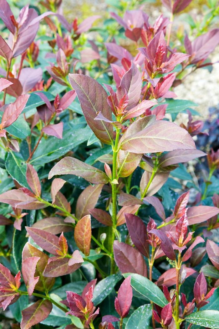 Viburnum odoratissimum 'Coppertop™' Sweet Viburnum from Jericho Farms