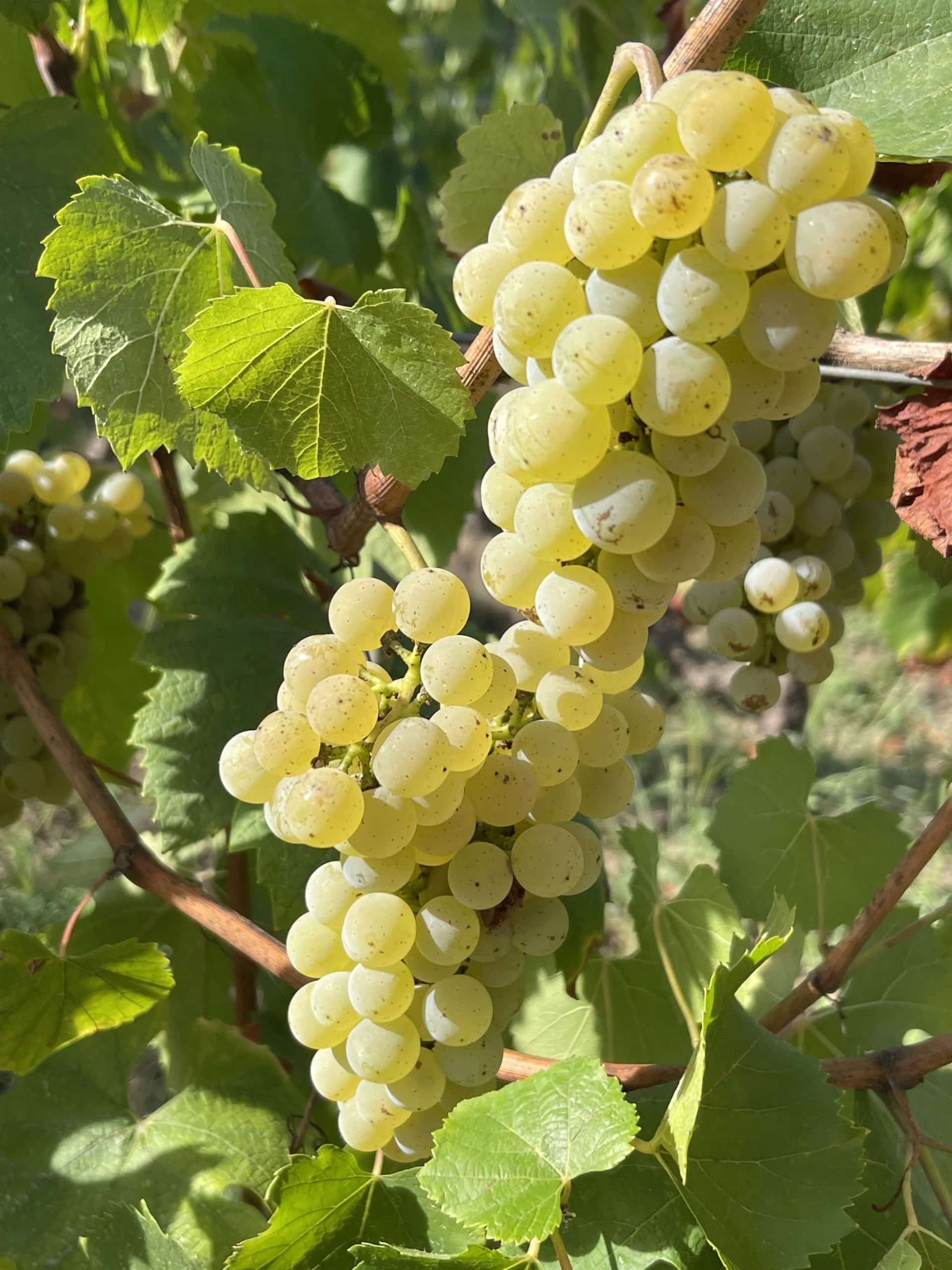 Our grape varieties Jerome Choblet