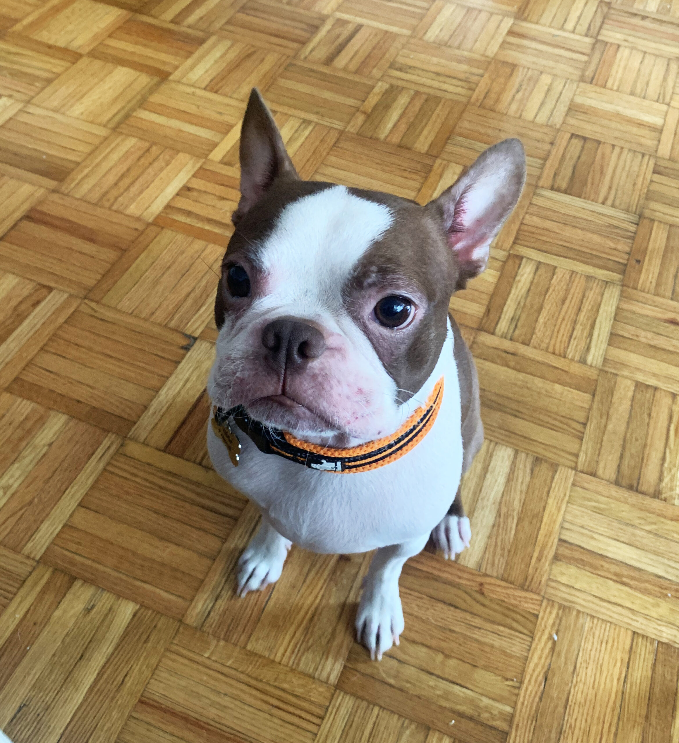 Dog Walking Rates and Pricing Downtown Jersey City