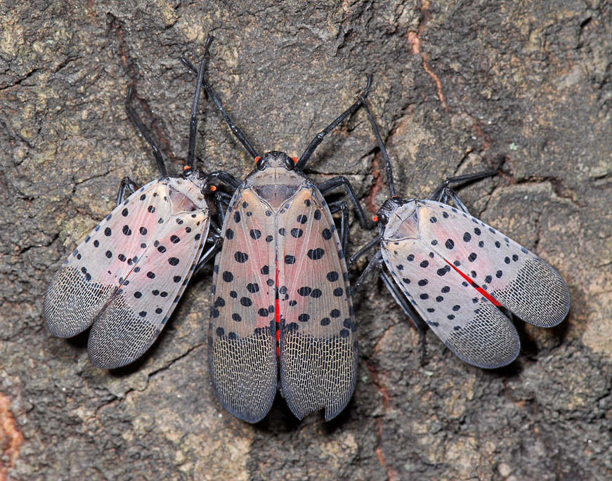 2023 Christmas Trees Lantern Flies SPOTTED LANTERNFLY ADVISORY Invasive Insect Alert City of Jersey City