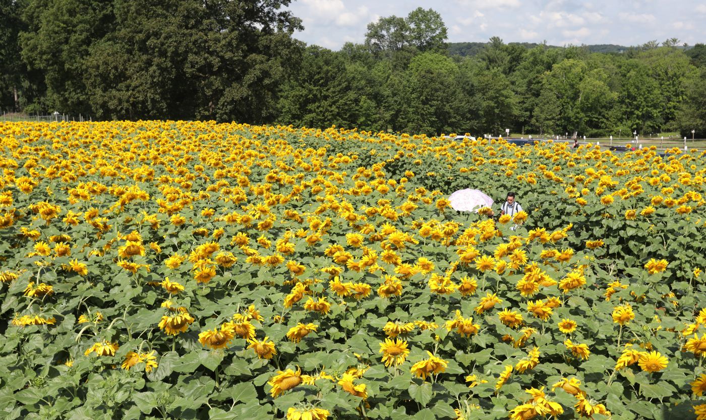 Frolic through these spectacular sunflower fields in the Garden State