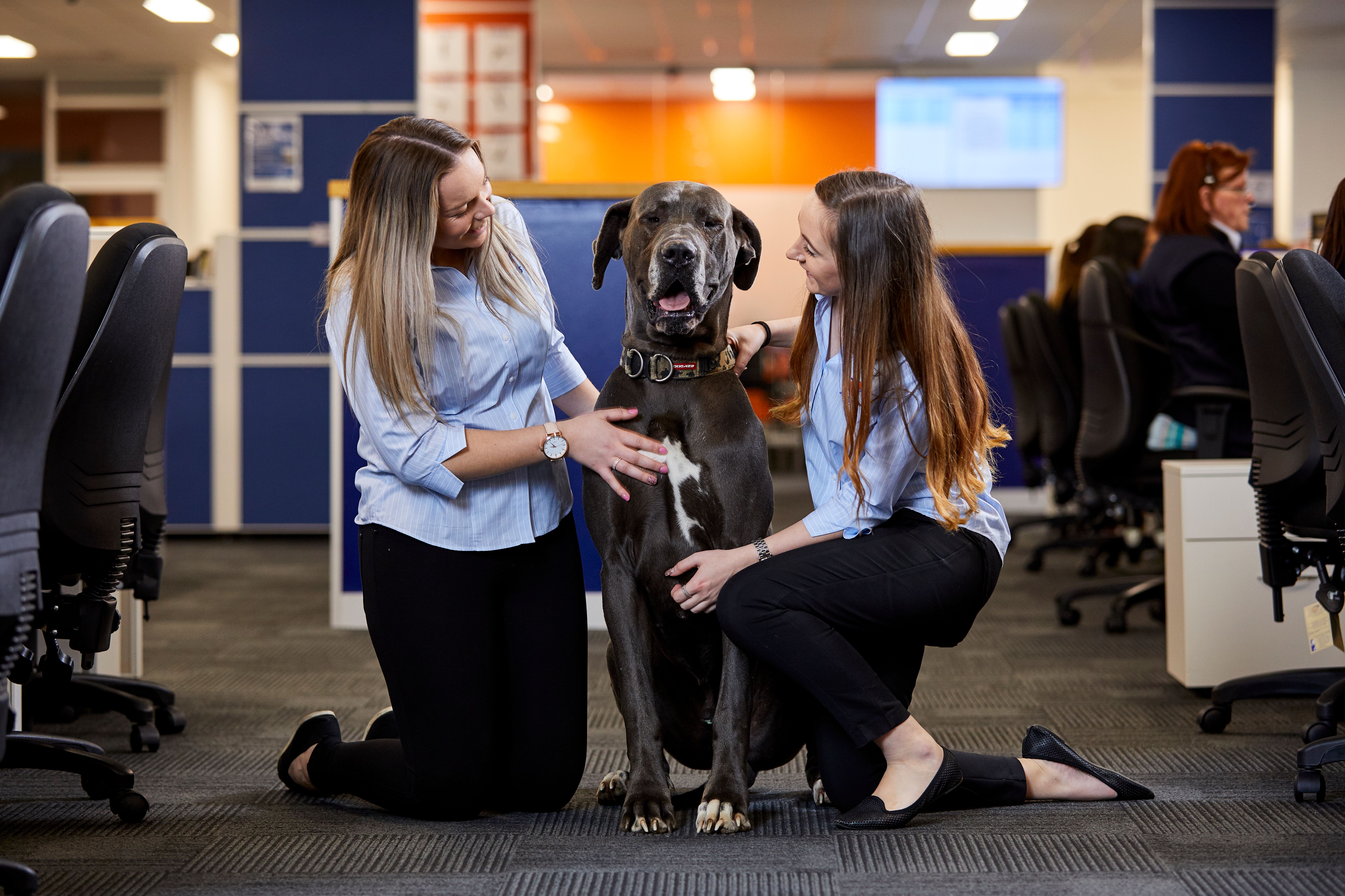6 Benefits of a PetFriendly Workplace Jetpets AU