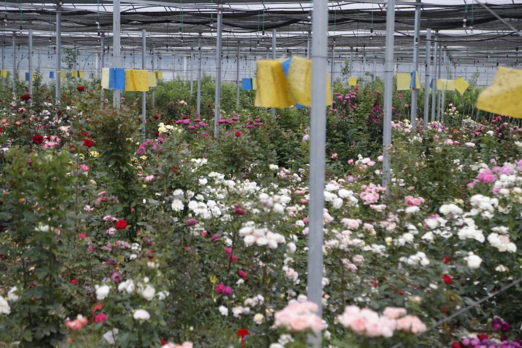 Rose Amethyst Babylon Eyes CHINESE EXPORTER
