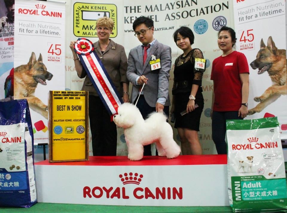 Level A Advanced Dog Grooming Course In Malaysia JGA
