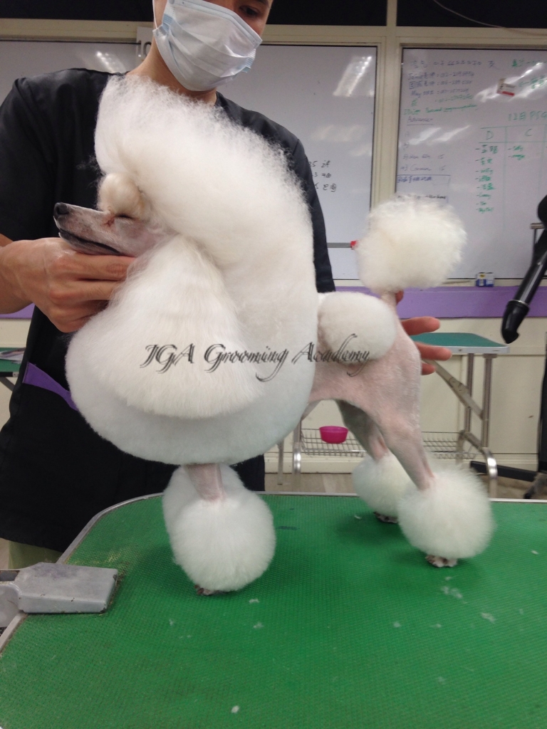 Level A Advanced Dog Grooming Course In Malaysia JGA