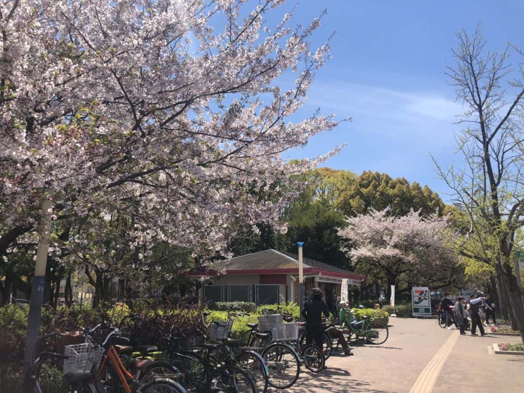 à¸žà¸²à¹à¸¡à¹ˆà¹€à¸—à¸µà¹ˆà¸¢à¸§â€¦à¸ªà¸§à¸™à¸”à¸­à¸à¹„à¸¡à¹‰ Nagai botanical garden à¸—à¸µà¹ˆ Osaka JGBThai