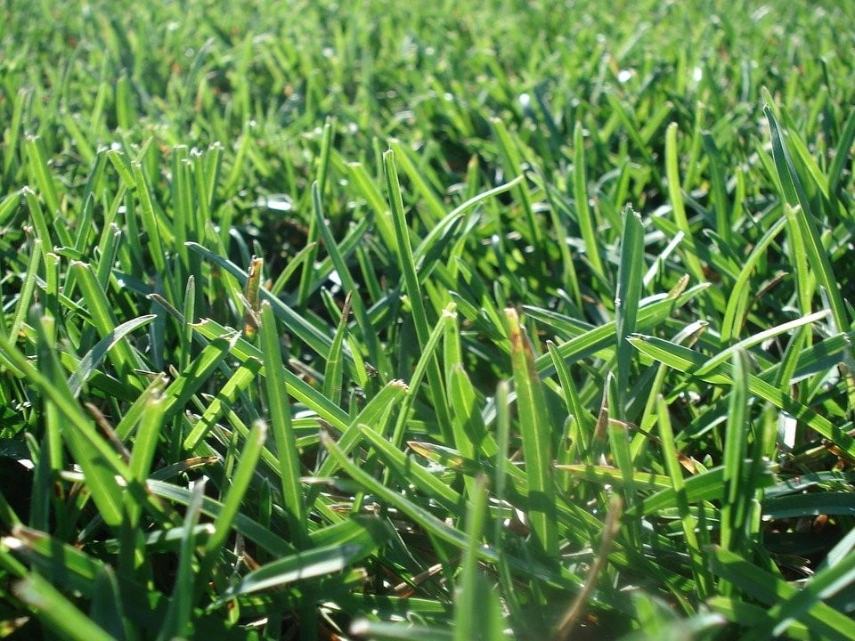Tips to Maintain Your Turf this Summer JHCC Milwaukee